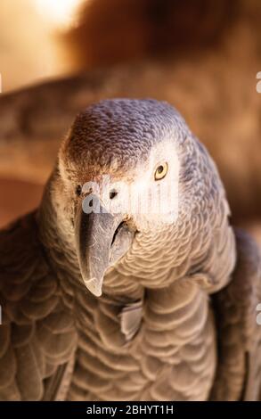 Gray Parrot (Psittacus erithacus) Foto Stock