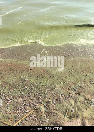 Eutrofizzazione, eccessiva crescita delle piante e delle alghe, in una spiaggia con acqua verde nel Mar Baltico, Helsinki, Finlandia Foto Stock