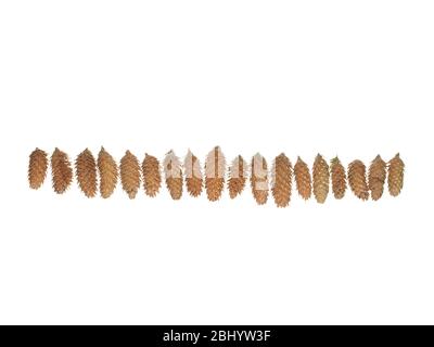 Molti coni di abete rosso in fila isolati su sfondo bianco Foto Stock