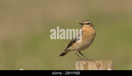 Wheatear settentrionale, Collalba gris Foto Stock