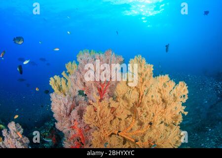 Bei fan di mare fragili e multicolore su una barriera corallina tropicale sana in Asia Foto Stock