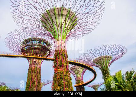 Illuminata super boschetti di alberi nella baia di Giardini anteriore noto anche come giardini dalla baia di notte,bay anteriore,marina bay,Singapore,PRADEEP SUBRAMANIAN Foto Stock