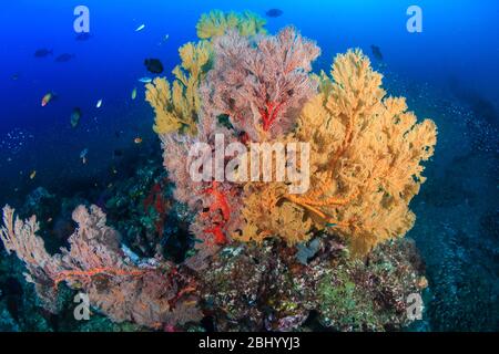 Bei fan di mare fragili e multicolore su una barriera corallina tropicale sana in Asia Foto Stock