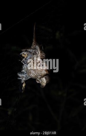 il cucuculo è una specie di uccello del cucuculo, nativo dell'asia dall'india e dalla cina all'indonesia Foto Stock