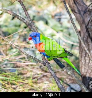 Borikeet di cocco, uccello colorato appollaiato su un ramo Foto Stock