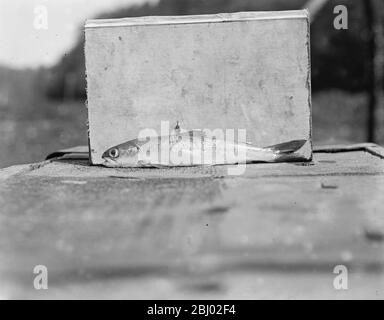 Pesca al salmone a Symonds Yat - un smolt con il suo contrassegno di identificazione del metallo nella pinna dorsale Foto Stock