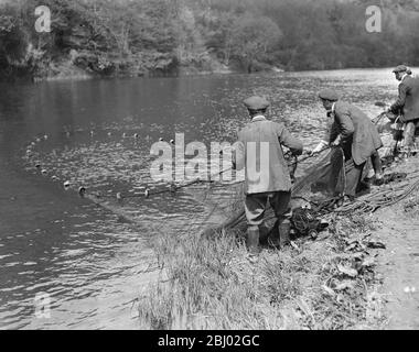 Pesca al salmone a Symonds Yat Foto Stock