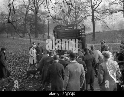 Non è un buon natale per le pecore di Hyde Park . - pecore che sono state contentosamente pascolo in Hyde Park stanno lasciando il loro pascolo urbano per fornire il prezzo di natale per un macellaio Essex . - spettacoli fotografici , le pecore che vengono caricate in Hyde Park . - 29 novembre 1935 1936 Foto Stock