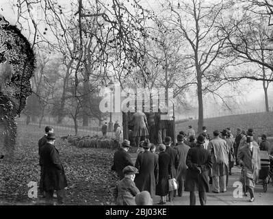 Non è un buon natale per le pecore di Hyde Park . - pecore che sono state contentosamente pascolo in Hyde Park stanno lasciando il loro pascolo urbano per fornire il prezzo di natale per un macellaio Essex . - spettacoli fotografici , le pecore che vengono caricate in Hyde Park . - 29 novembre 1935 1936 Foto Stock