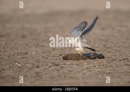 L'immagine di Merlin (Falco columboarius) è stata presa in LRK, Gujarat, India, asia Foto Stock