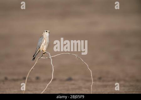 L'immagine di Merlin (Falco columboarius) è stata presa in LRK, Gujarat, India, asia Foto Stock