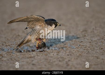 L'immagine di Peregrine Falcon (Falco peregrinus) con uccidere è stata presa in LRK, Gujarat, India, Asia Foto Stock