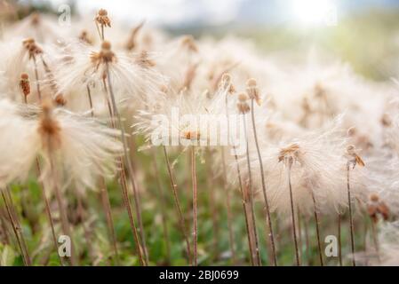 Primo piano delle piante di cotone (Eriophorum) nel Parco Nazionale Jasper, Alberta, Canada Foto Stock