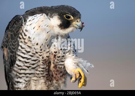 L'immagine di Peregrine Falcon (Falco peregrinus) con uccidere è stata presa in LRK, Gujarat, India, Asia Foto Stock