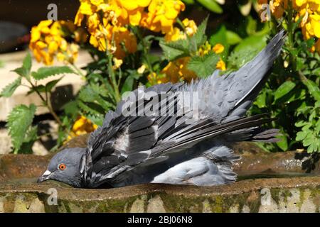 Lavaggio piccione ferale in piccolo giardino di cemento bagno di uccelli. Foto Stock