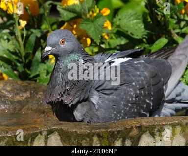 Lavaggio piccione ferale in piccolo giardino di cemento bagno di uccelli. Foto Stock