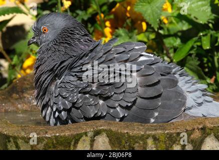 Lavaggio piccione ferale in piccolo giardino di cemento bagno di uccelli. Foto Stock