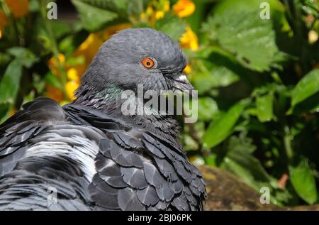 Lavaggio piccione ferale in piccolo giardino di cemento bagno di uccelli. Foto Stock