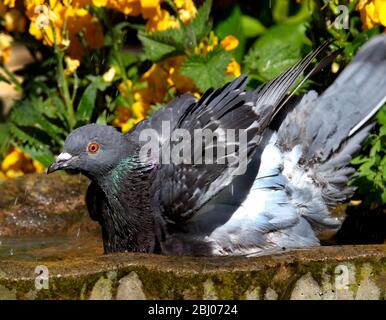 Lavaggio piccione ferale in piccolo giardino di cemento bagno di uccelli. Foto Stock