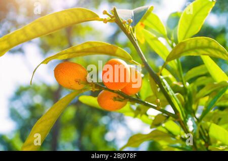 Sfondo estivo. Kumquat frutta in giardino estivo, closeup. Fortunella margarita kumquats Foto Stock