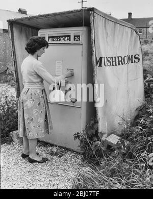 Questa macchina per uova vende funghi. A 2 shillings una mezza libbra vende come torte calde in questa macchina dell'uovo. Il coltivatore, il signor D. F. Stay di Littlewood Farm, Singleton, Sussex, ha installato la macchina vicino al suo cancello della fattoria sulla Midhurst-Chichester Road. Appena una piccola conversione al distributore automatico normale dell'uovo, più una tettoia per mantenerlo freddo e potete riempirlo e dimenticarlo dice il primo. Contiene 60 sacchetti da mezzo libbra e deve essere riempito due volte al giorno. In precedenza qualcuno doveva occuparsi di vendite dirette - ma questo rilascia l'addetto - che è libero di andare avanti con la fornitura dei mercati generali. - (foto Foto Stock