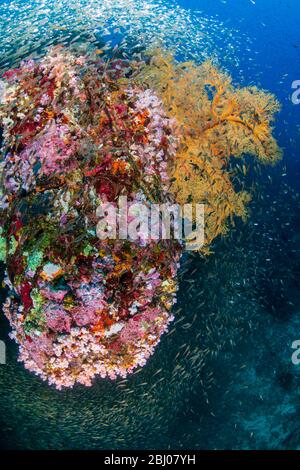 Bellissimi coralli duri e morbidi circondati da pesci tropicali su una barriera corallina tropicale colorata e salutare in Thailandia Foto Stock