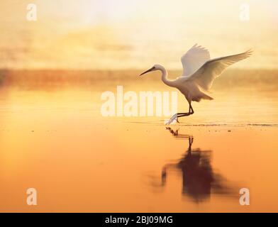 Little Egret retroilluminato, garzetta Egretta, sbarco al tramonto su acqua dorata ferma con UNA riflessione. Presa a Stanpit Marsh UK Foto Stock