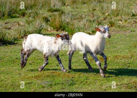 Pecore olandesi Heath. Due agnelli bianchi saltano felicemente su una mattina soleggiato nell'erba, corna piccole. Friesland, i Neherlands Foto Stock