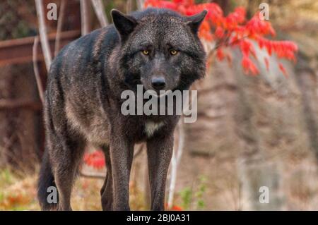 Un lupo di legno passa attraverso i cespugli Foto Stock