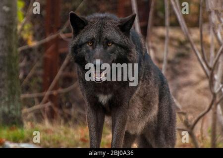 Un lupo di legno passa attraverso i cespugli Foto Stock