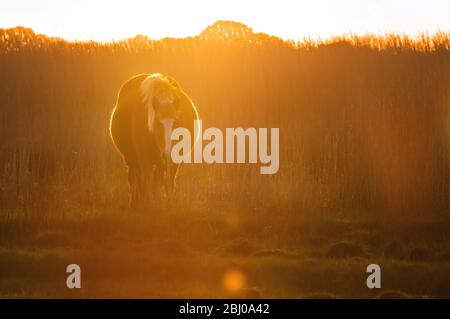 New Forest Pony retroilluminato bagnata dalla luce dorata camminando verso la fotocamera all'alba su una Salt Marsh con letti a canne sullo sfondo. Foto Stock