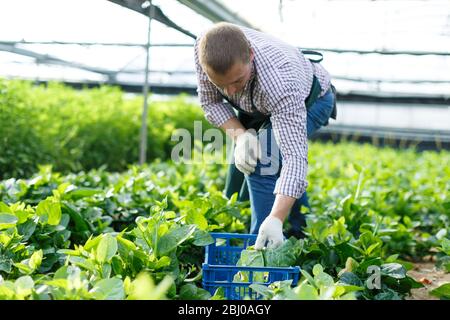 Ritratto maschile di giardiniere picking Malabar spinaci in serra Foto Stock