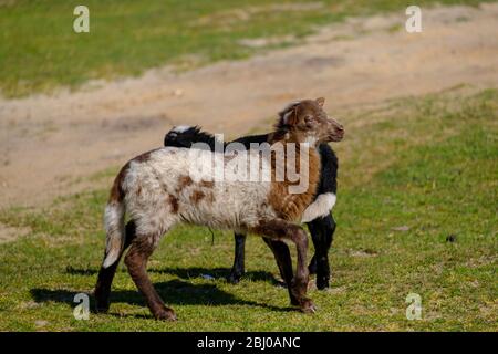 Pecora olandese Heath. Un agnello bianco marrone salta felicemente su una mattina di sole nell'erba, corna piccole. Pecore in background. Friesland, i Neherlands Foto Stock