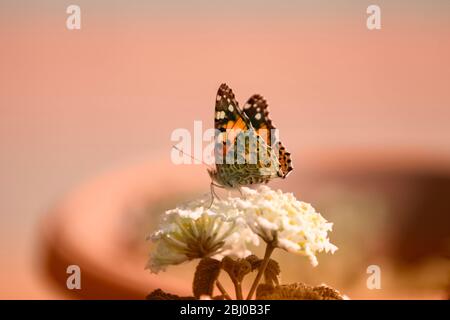 Farfalla arancione su piccolo fiore bianco con sfondo color salmone crema. Foto Stock