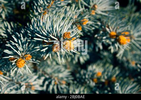 Immagine di sfondo con dettaglio di aghi e candele colorado blue abete rosso. Foto Stock