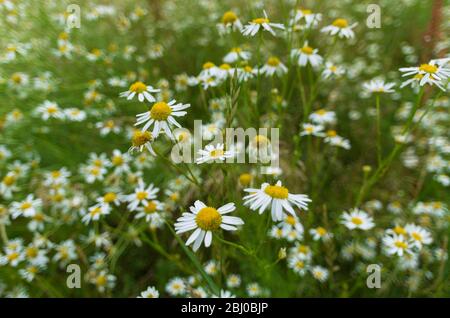 Prato estivo con camomiles fioritura primo piano su uno sfondo sfocato Foto Stock