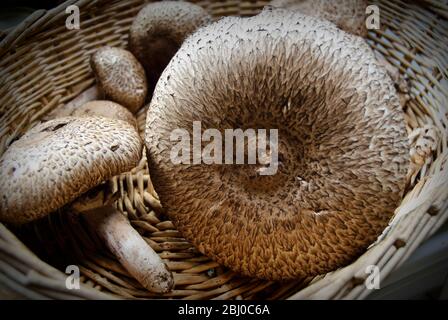 Agaricus augustus, di recente raccolta, conosciuto anche come "il Principe", un fungo del genere Agaricus in un cesto di vimini. - Foto Stock