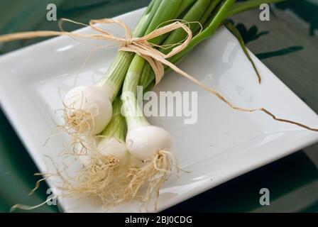 Piccola ravviva di cipolle fresche su piatto bianco - Foto Stock