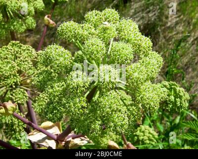 Angelica selvatica che cresce a 100 metri dal mare sull'isola di Vrango (Vraangoe) nell'arcipelago meridionale di Gothenburgs. - Foto Stock