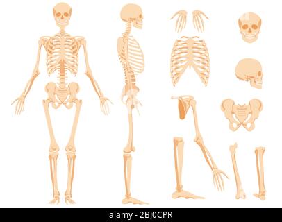 Lo scheletro anatomico completo di una persona e delle ossa individuali Illustrazione Vettoriale