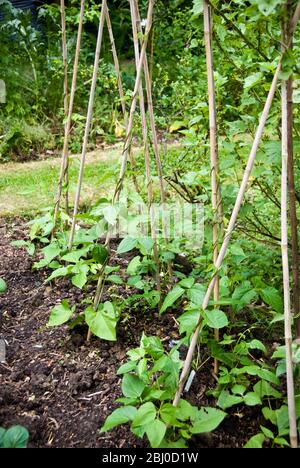 Piante di fagiolo di corridore giovani che crescono su canne di bambù in terreno vegetale di giardino di paese - Foto Stock
