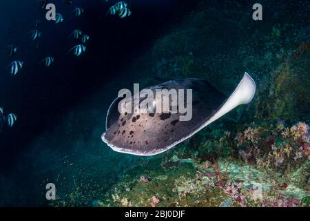 Un enorme raggio marmorizzato (raggio fantasma fiorito) che nuota su una profonda e colorata barriera corallina tropicale nelle isole Similan della Thailandia Foto Stock