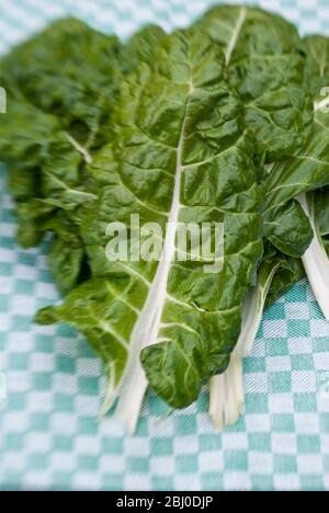 Foglie di bietola svizzere appena raccolte su un asciugamano da tè verde - Foto Stock