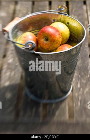 Piccole mele cox's Orange pippins in secchio di stagno su tavolo da giardino - Foto Stock