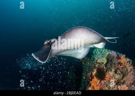 Un enorme raggio marmorizzato (raggio fantasma fiorito) che nuota su una profonda e colorata barriera corallina tropicale nelle isole Similan della Thailandia Foto Stock