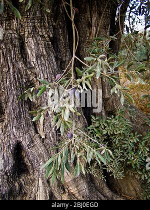 Olive che crescono su vecchi olivi nel sud di Cipro - Foto Stock