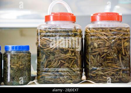 Piante di capperi selvaggi in vendita in mercato coperto a Limassol - Foto Stock