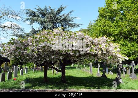 Chiesa di San Michele, Woburn Sands Bucks, albero fiorito di ciliegio Foto Stock