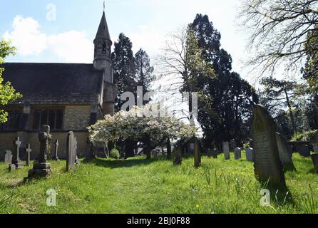 Chiesa di San Michele, Woburn Sands Bucks, albero fiorito di ciliegio Foto Stock