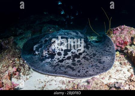 Un enorme raggio marmorizzato (raggio fantasma fiorito) che nuota su una profonda e colorata barriera corallina tropicale nelle isole Similan della Thailandia Foto Stock